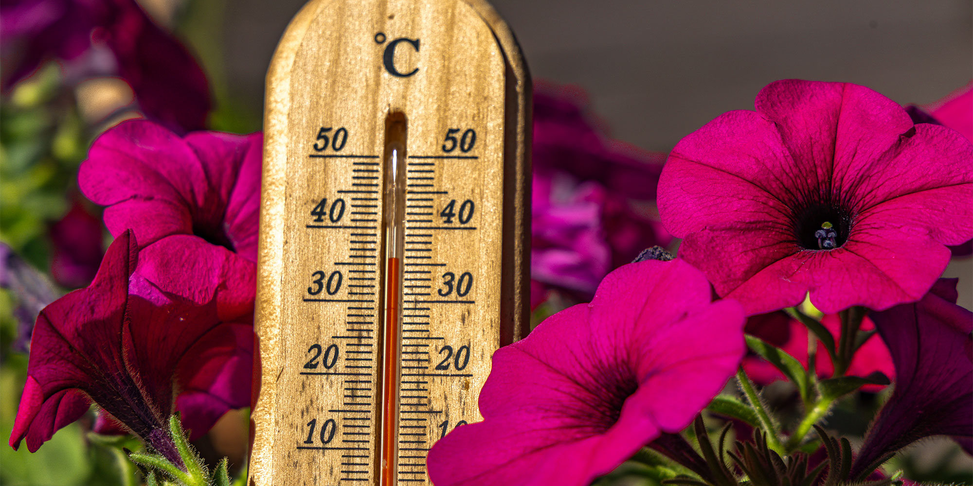 A thermometer next to a bed of flowers