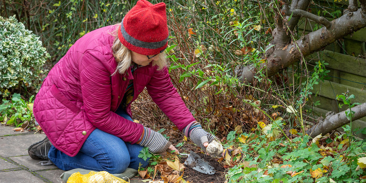 Planting allium bulbs