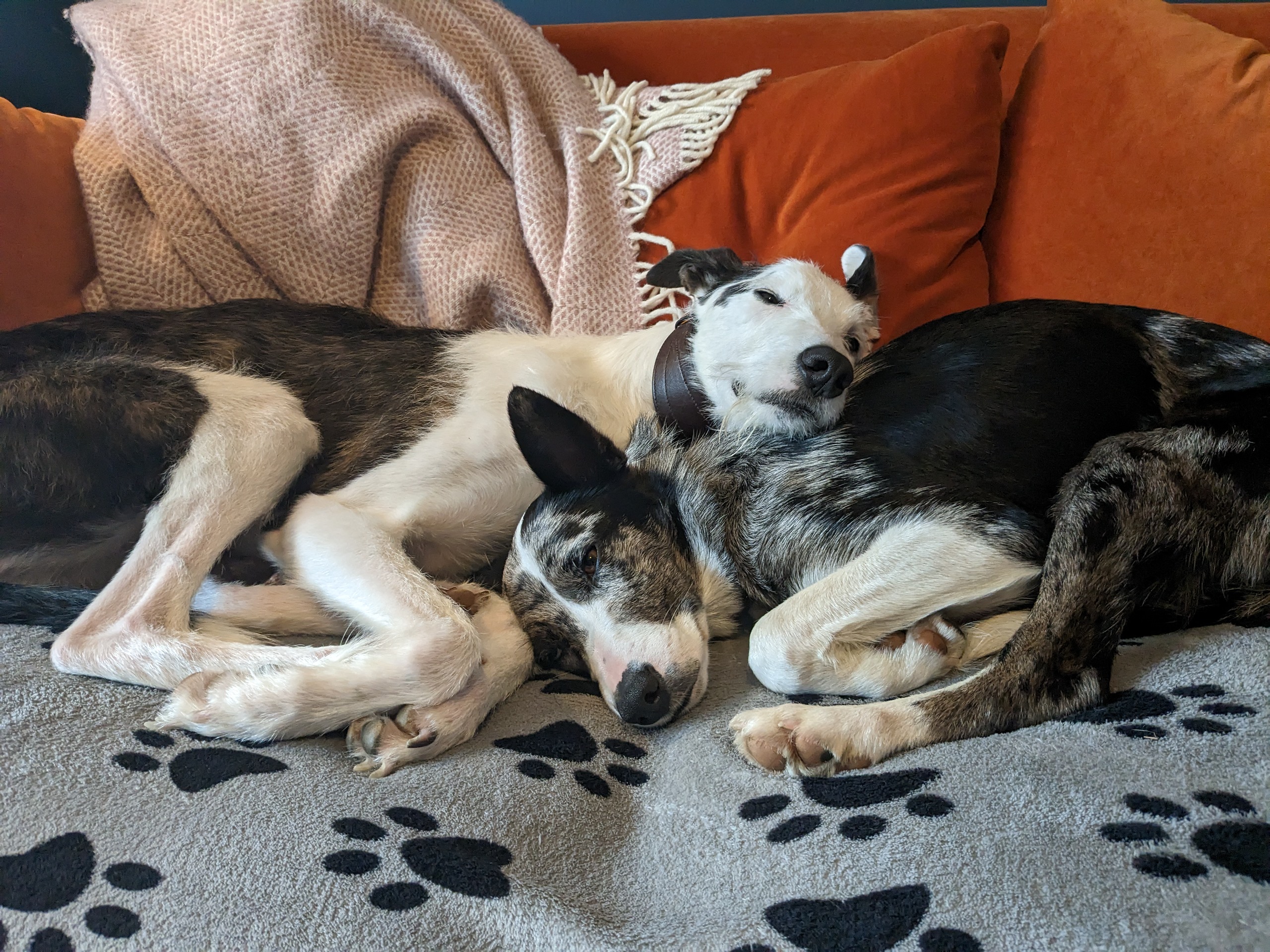 Troy and Peggy, blissfully unaware of the cost of their insurance