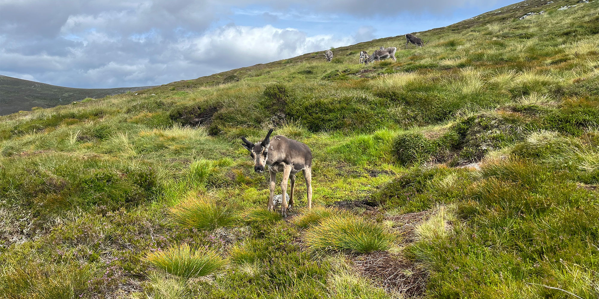 a reindeer on a Highland hike
