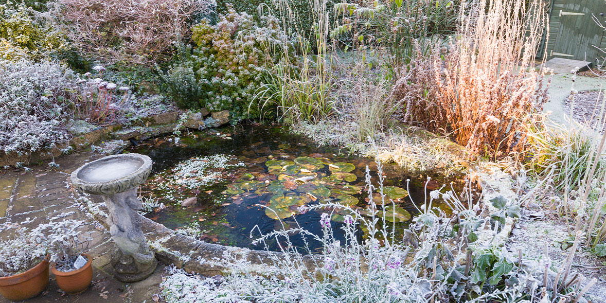 How to buy or build the best garden pond Which?