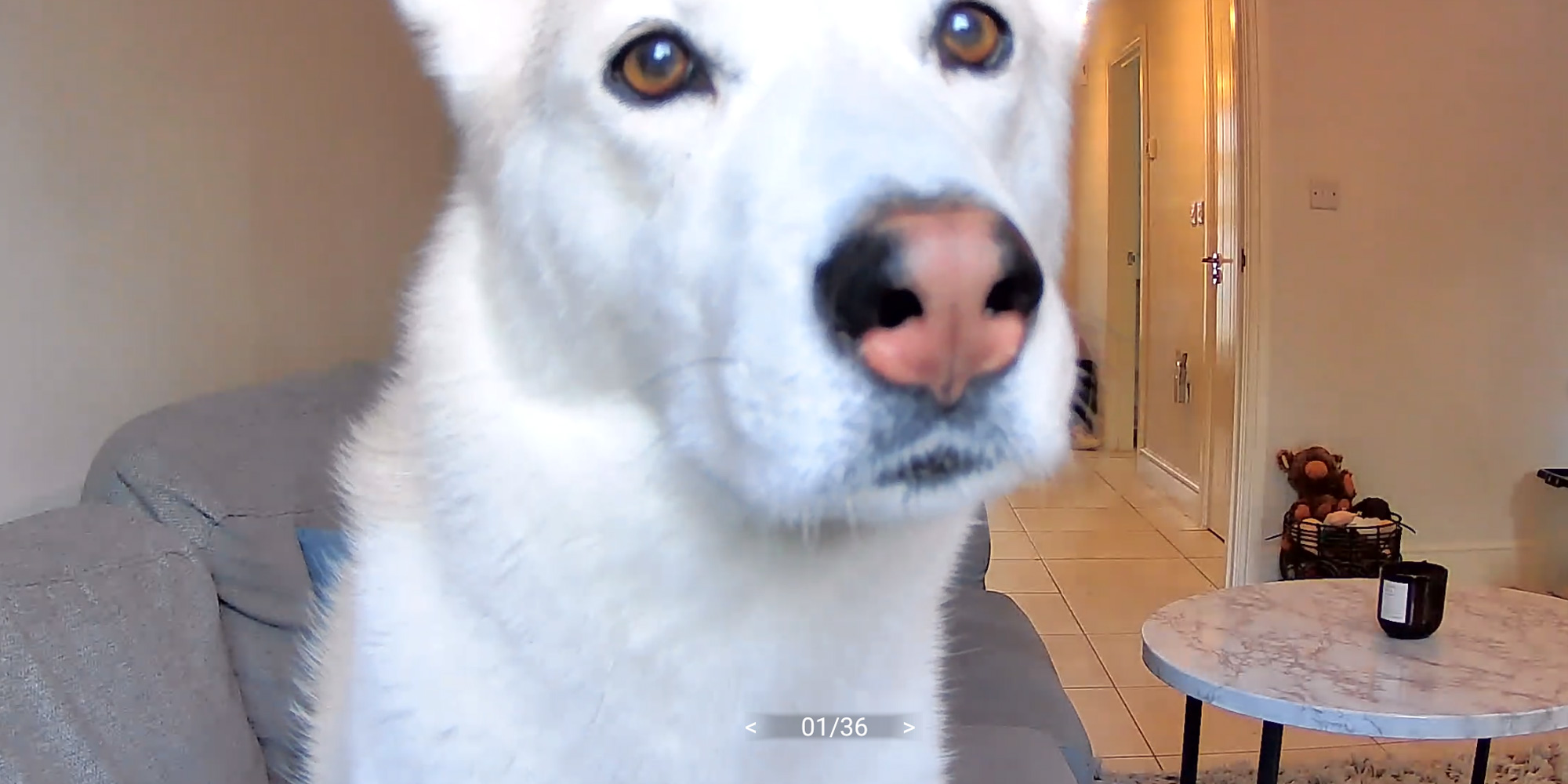 Luna checking camera