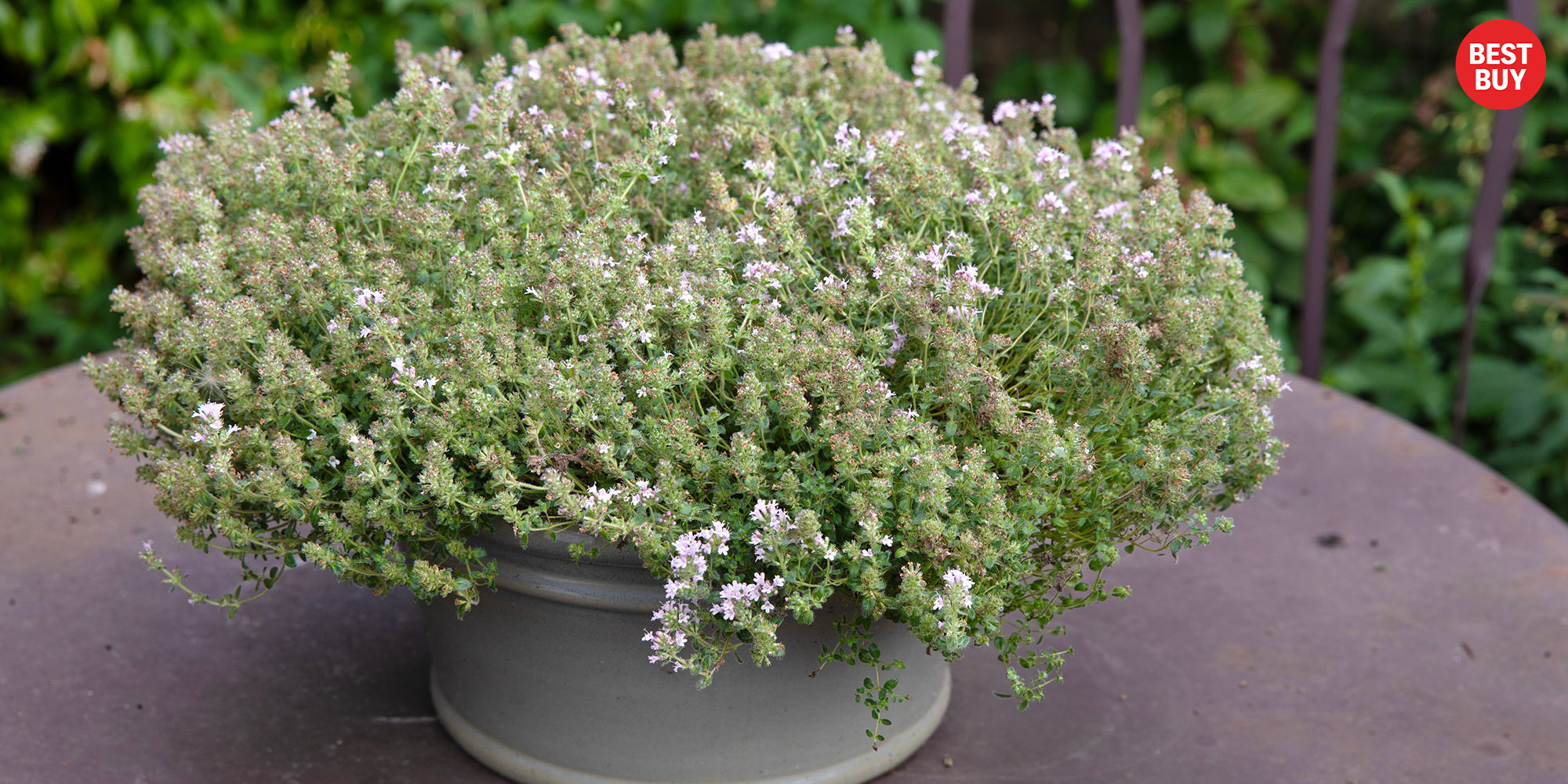 Thyme 'Pink Chintz'
