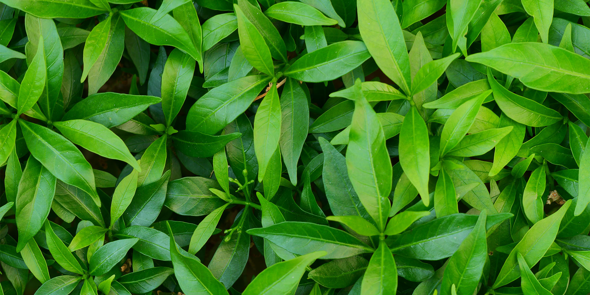 L-Theanine is found in tea leaves