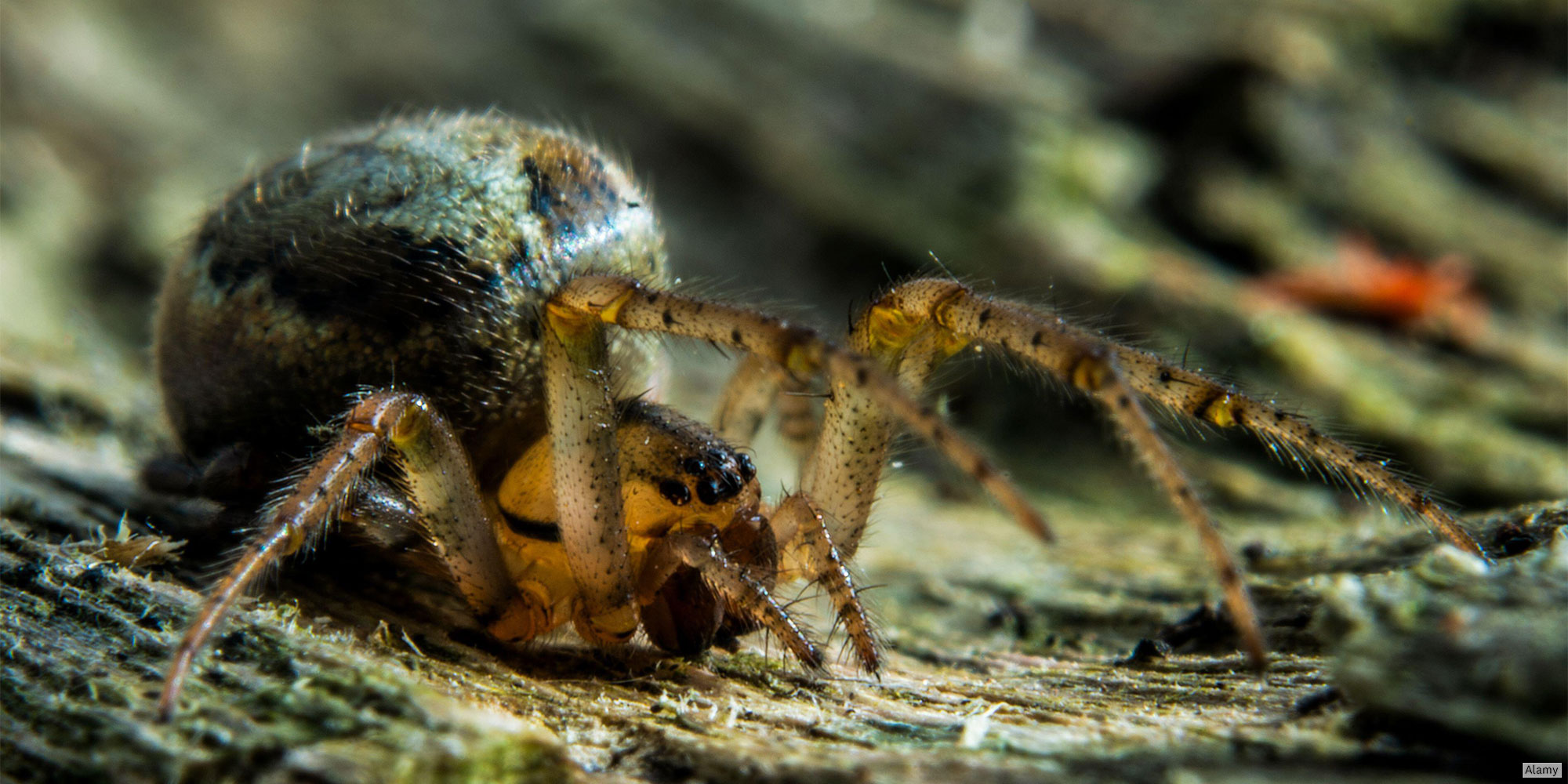 Noble false widow (Steatoda nobilis)