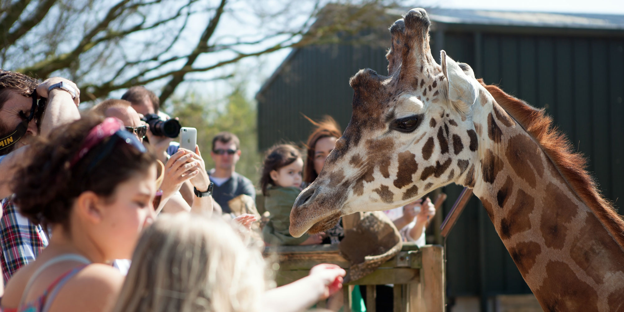 Giraffe at Cotswold Wildlife Park