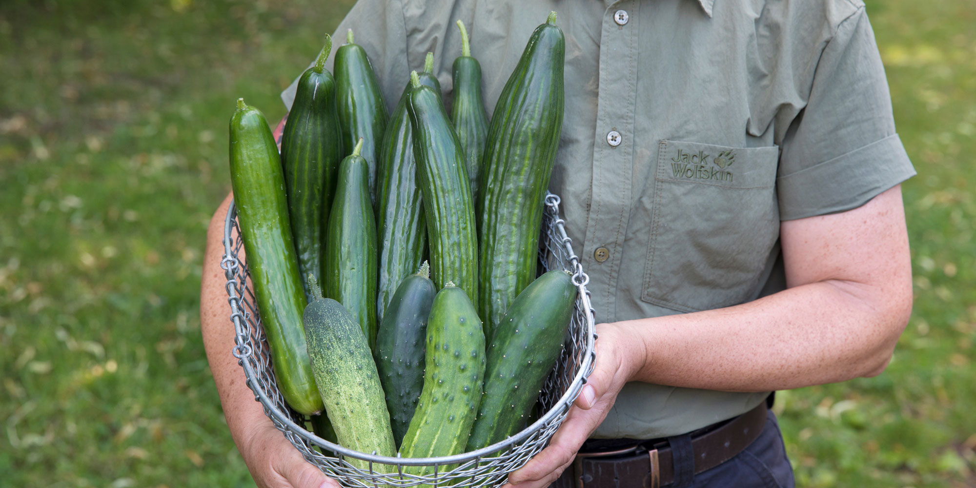 Range of different cucumber varieties