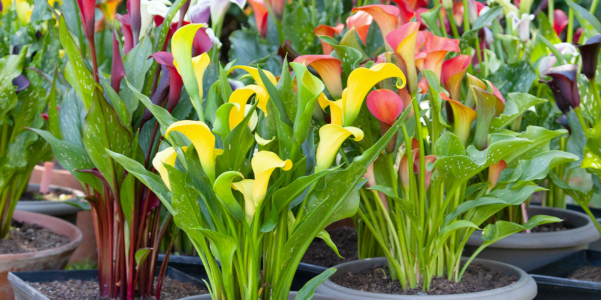 How To Grow Zantedeschia Best Zantedeschia Varieties Which?