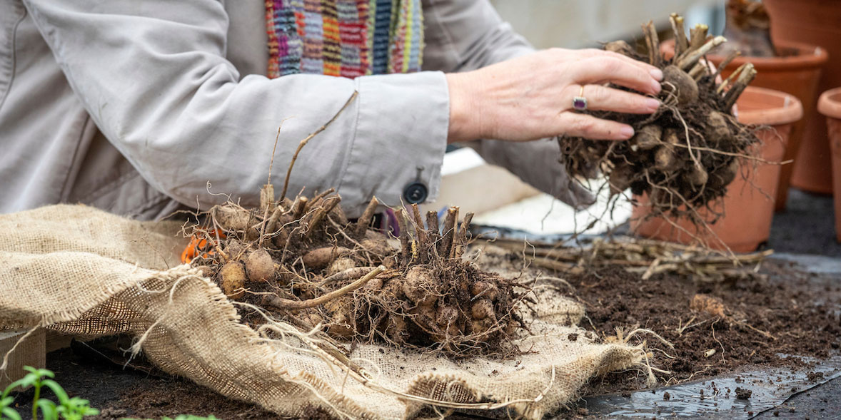 Preparing dahlia tubers for winter