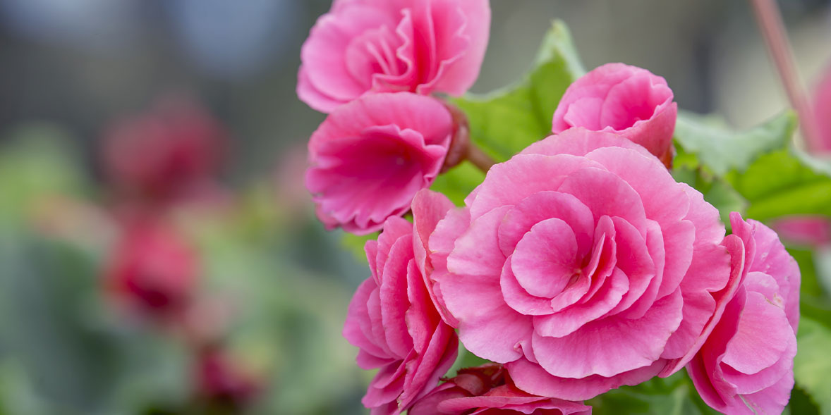 如何种植山茶花最好的山茶花品种 哪一个 万博体育足球官网