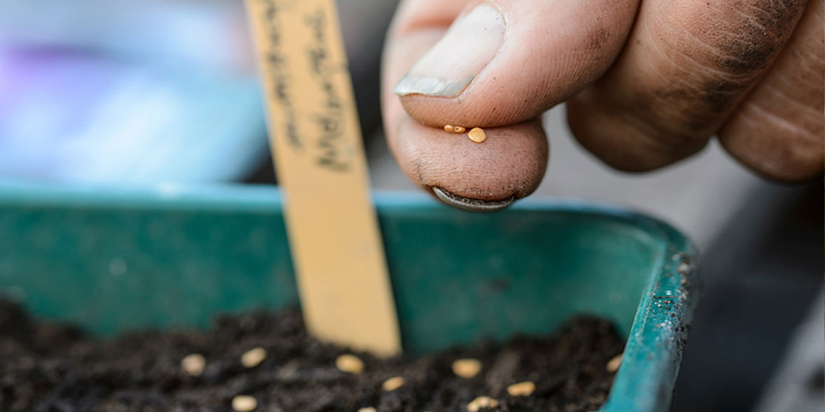 How To Grow Aubergines Best Aubergine Varieties Which?