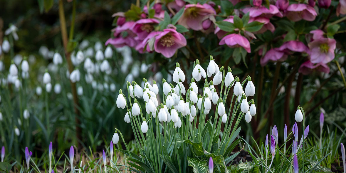 Hellebores and snowdrops