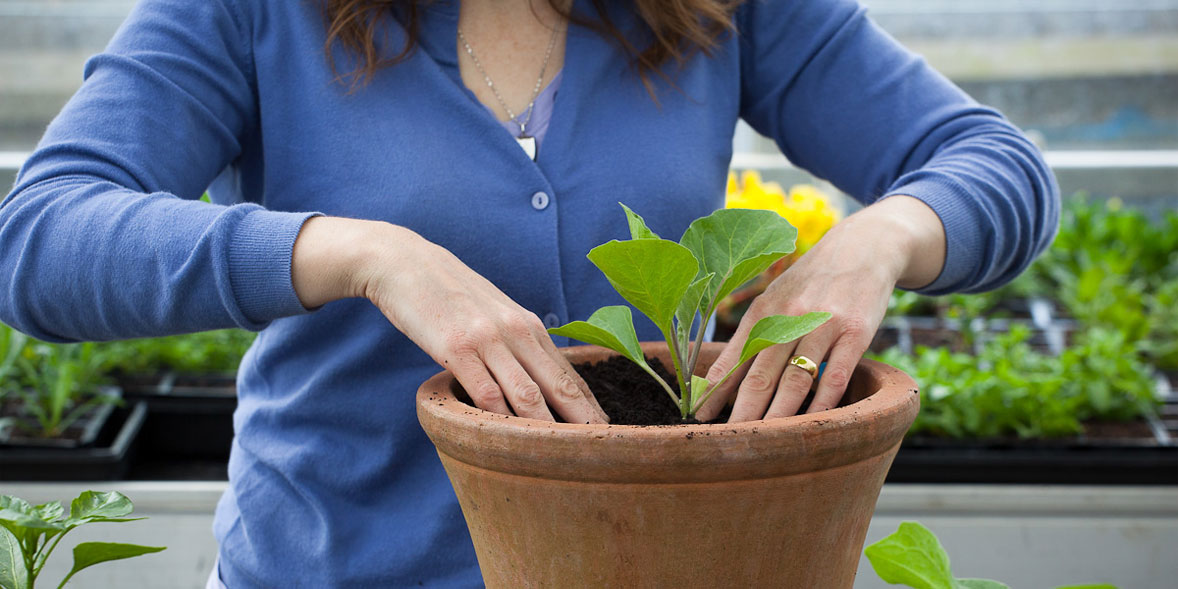 How To Grow Aubergines Best Aubergine Varieties Which?