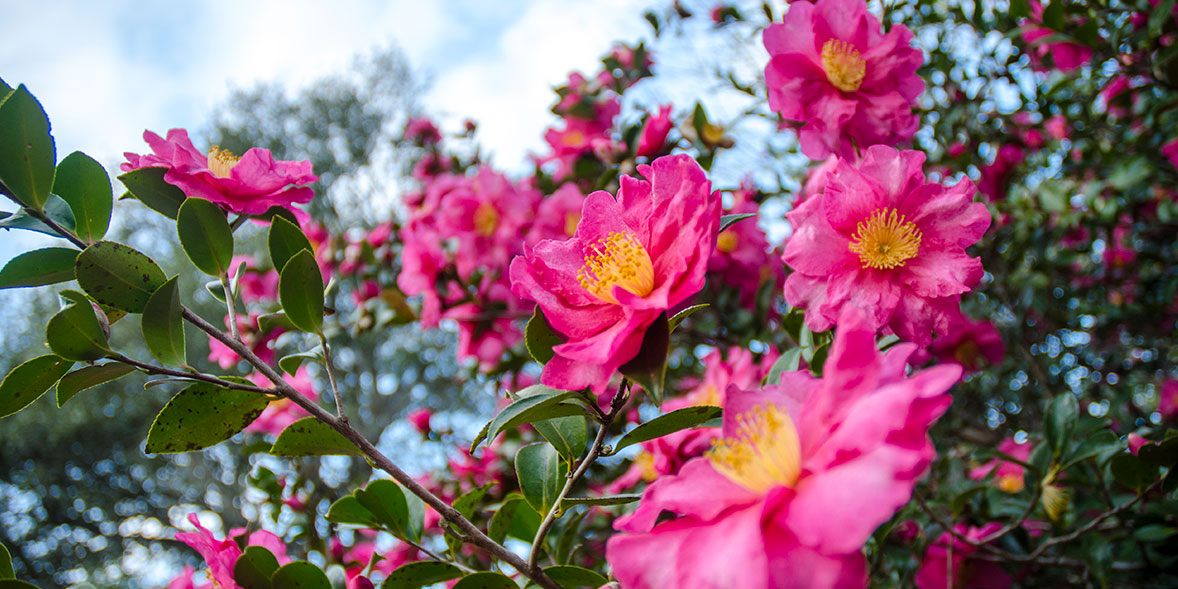 How To Grow Camellias Best Camellia Varieties Which?