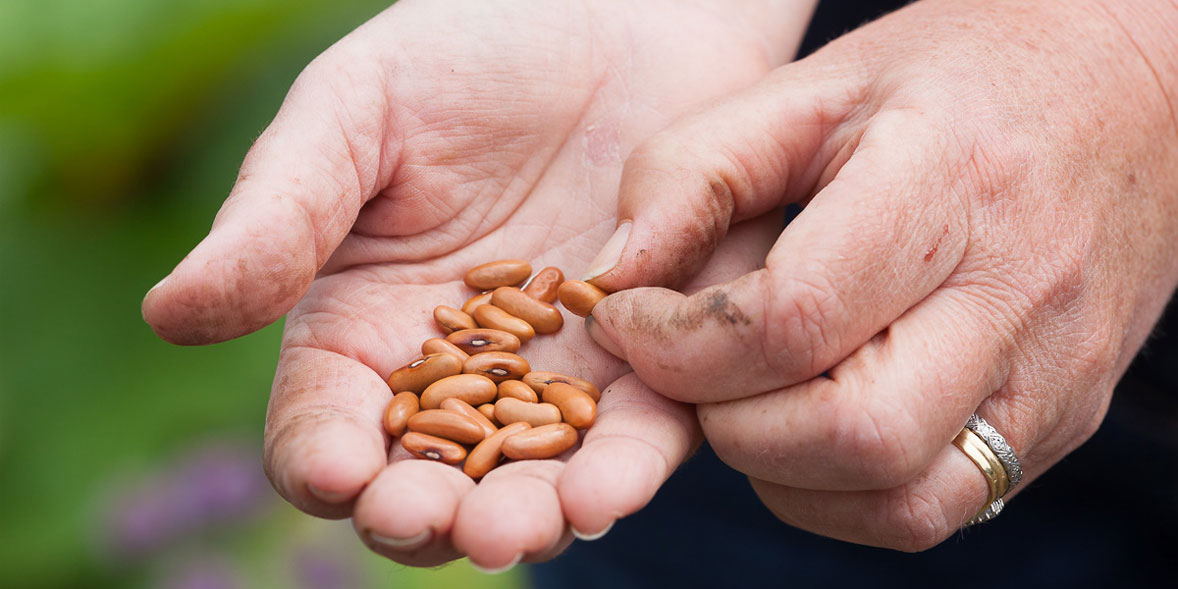 How To Grow French Beans Best French Bean Varieties Which?