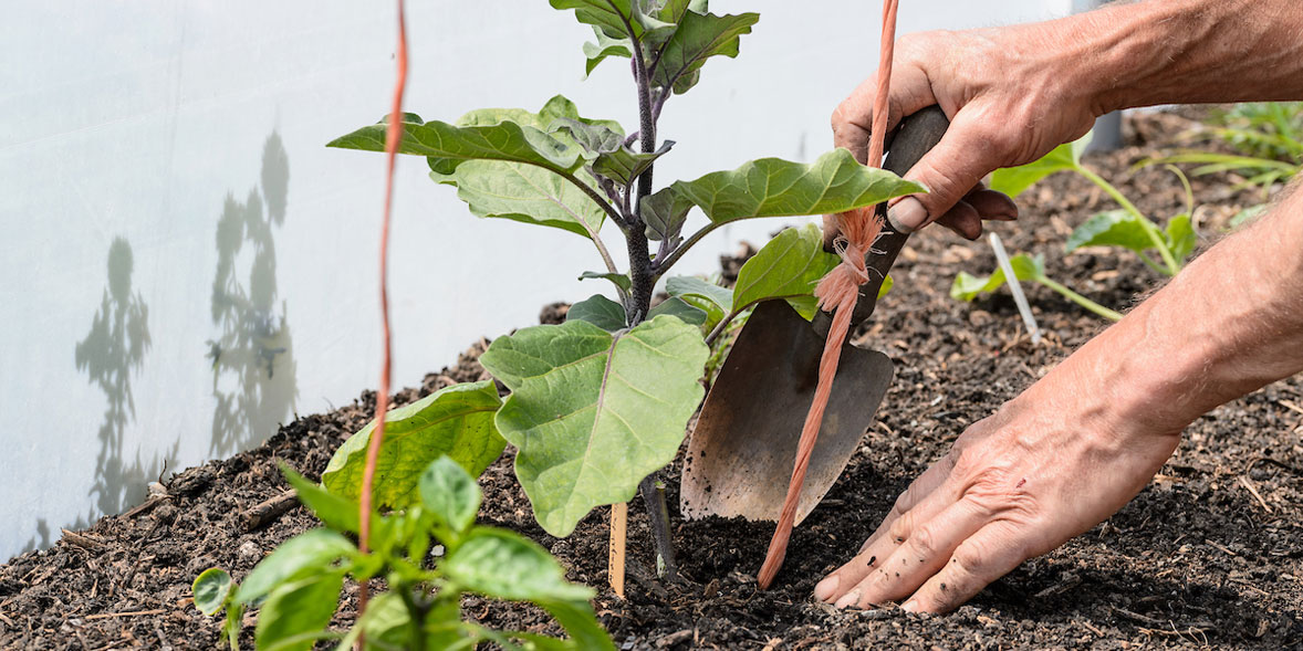 How To Grow Aubergines Best Aubergine Varieties Which?
