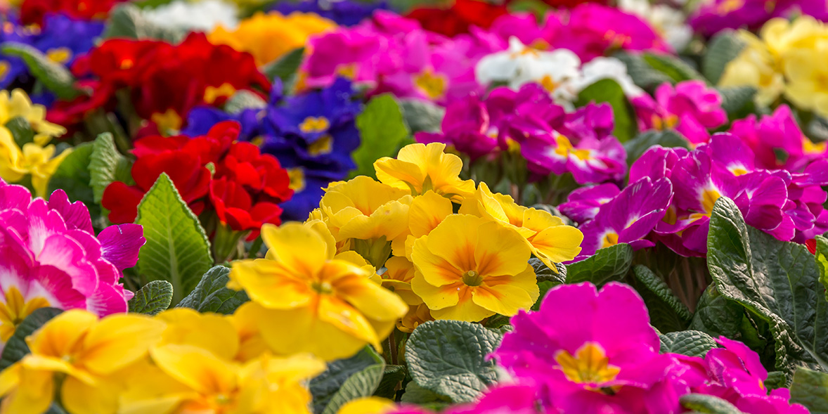 How To Grow Primroses Best Primrose Varieties Which?