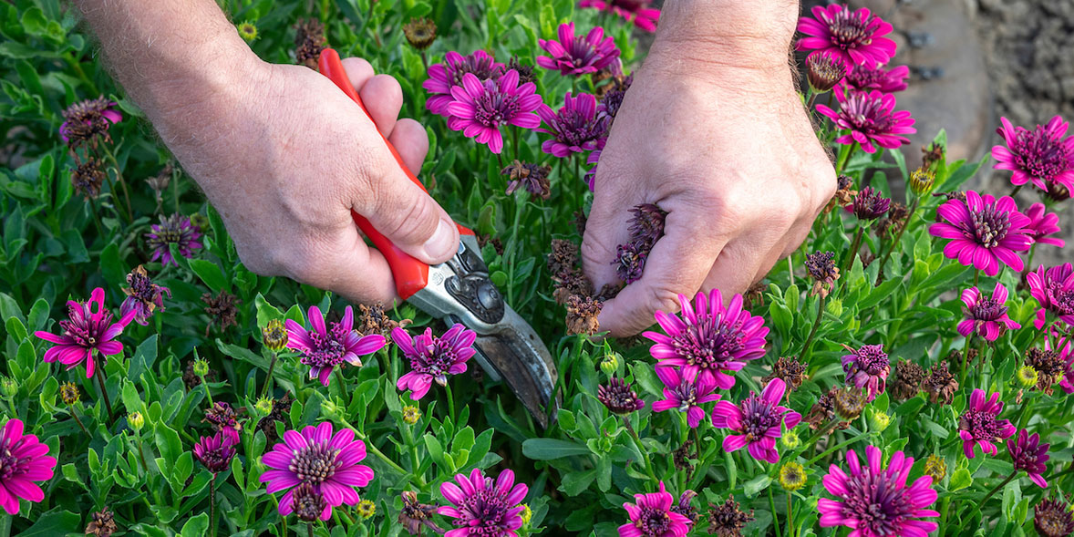 How To Grow Osteospermums Best Osteospermums Varieties Which?