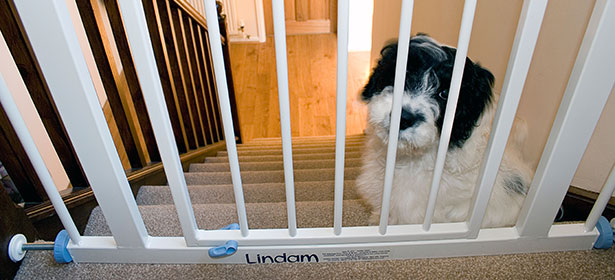 Dog sitting behind a stair gate