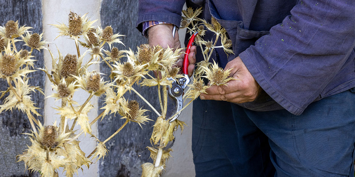 How to grow eryngiums and best varieties Which?