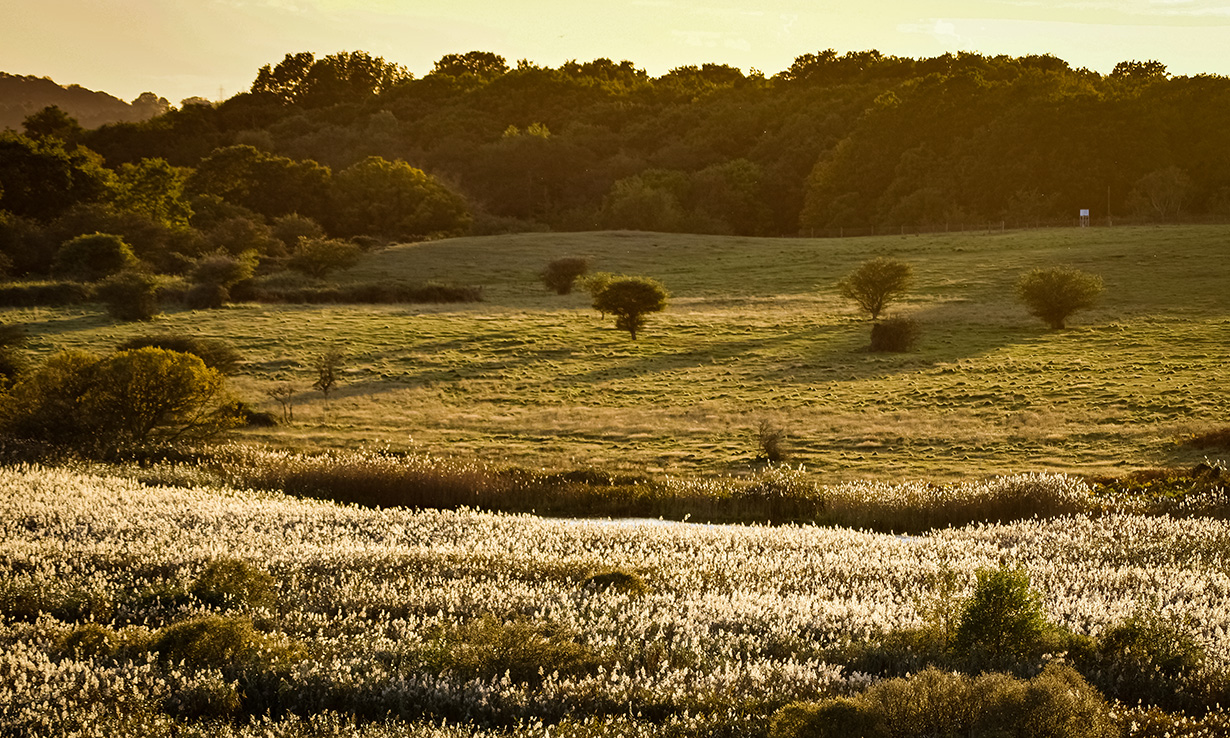 Suffolk coast & heaths AONB