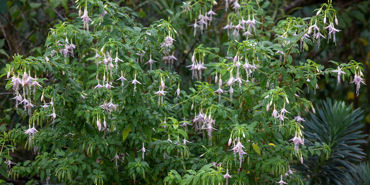Fuchsias