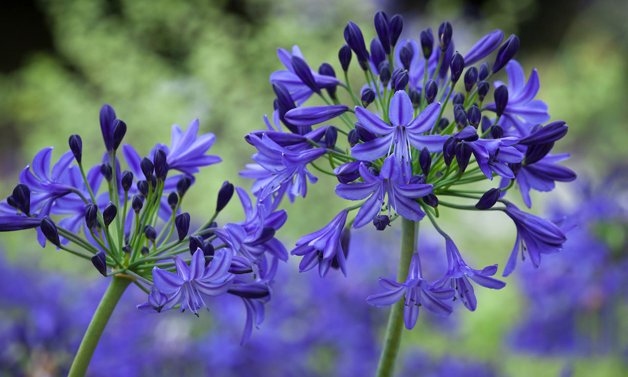 Agapanthus