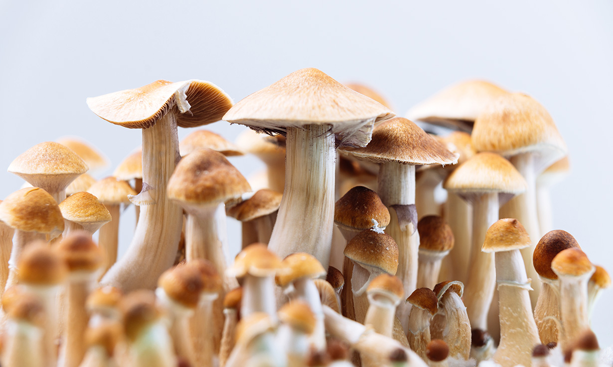 mushrooms