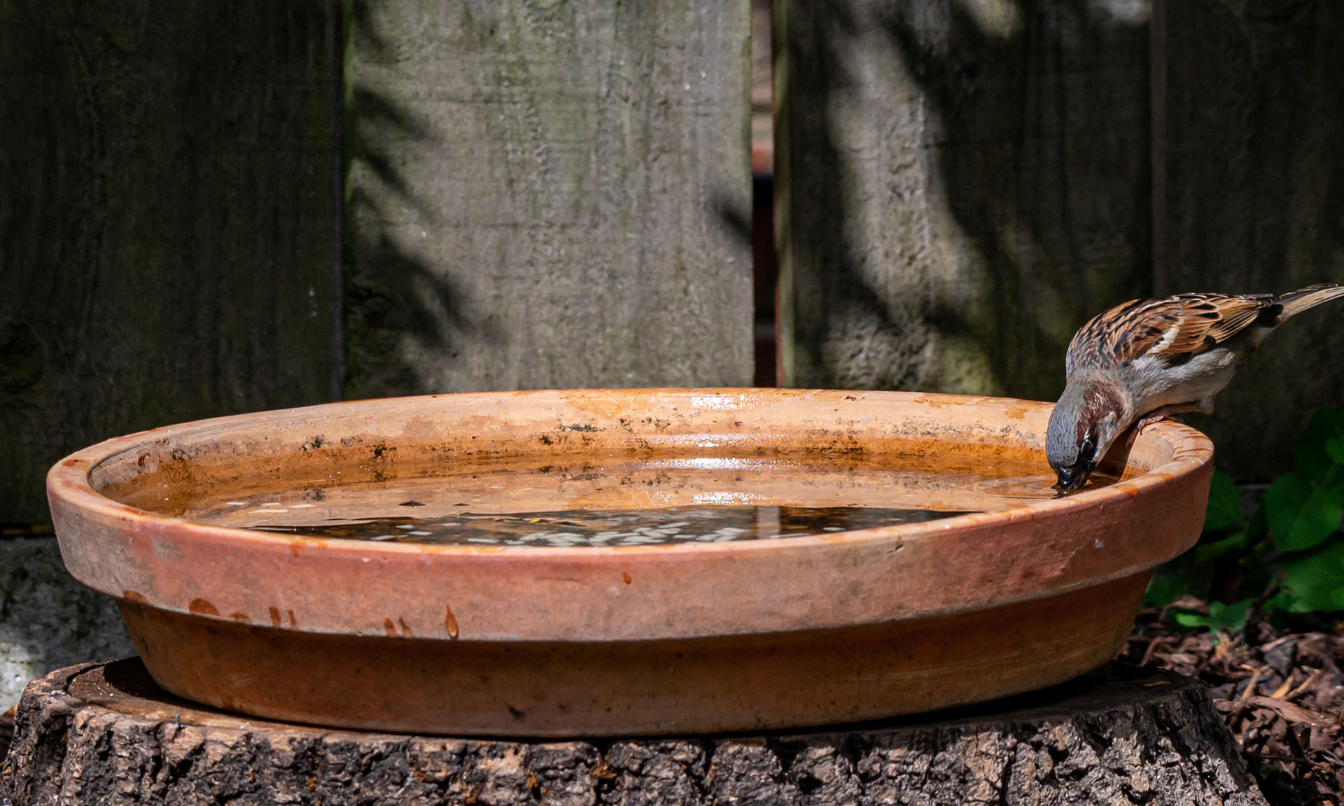 Bird drinking from a water dish